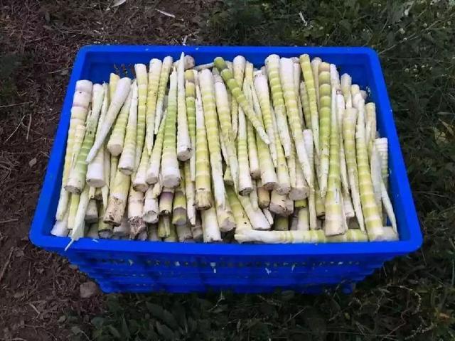a1ec08fa513d2697a172df61965727fe4216d898.jpeg