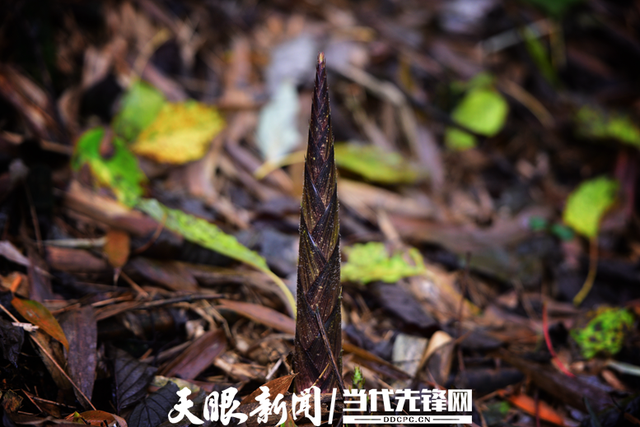 d833c895d143ad4bb2880bfd73597aa8a50f06cf.png